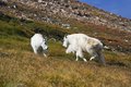 GOAT!!! FIGHT!!