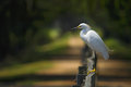 The Egret