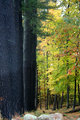 Into the woods