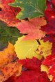 Color me fall