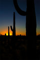 Saguaro Sunset 