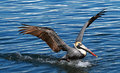 Pelican Landings