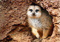 Welcome to Meerkat Mansion