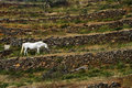 White horse