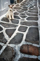 Lone dog