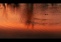 Ducks in a sunset pond