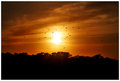 Birds flying into the sunset