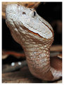 Copper Head Snake