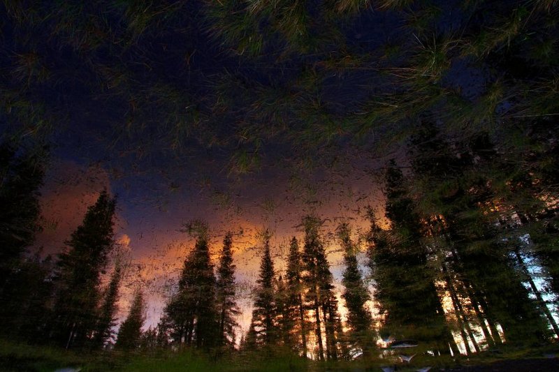 Trees within the pond