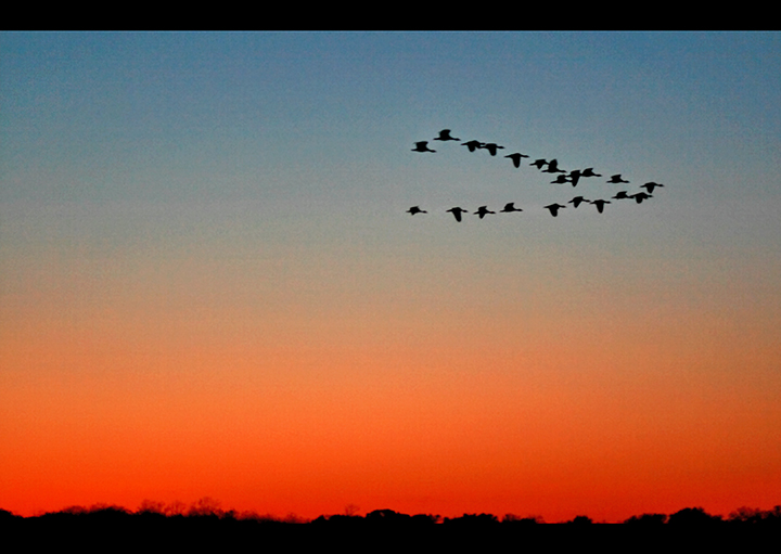 Ducks