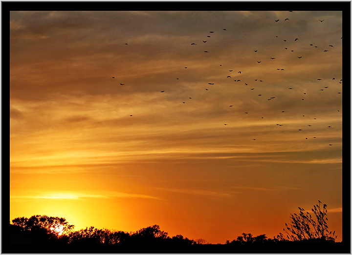 The Birds