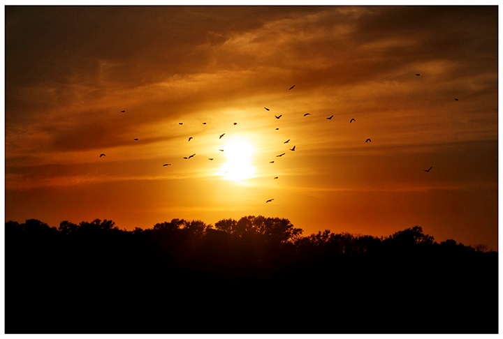 Birds flying into the sunset