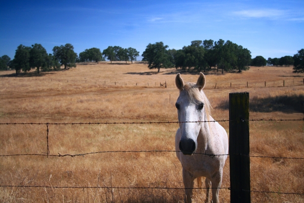A horse in the valley of hills