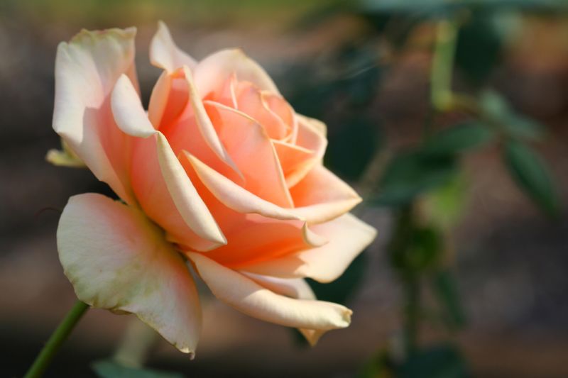 Beauty singled out