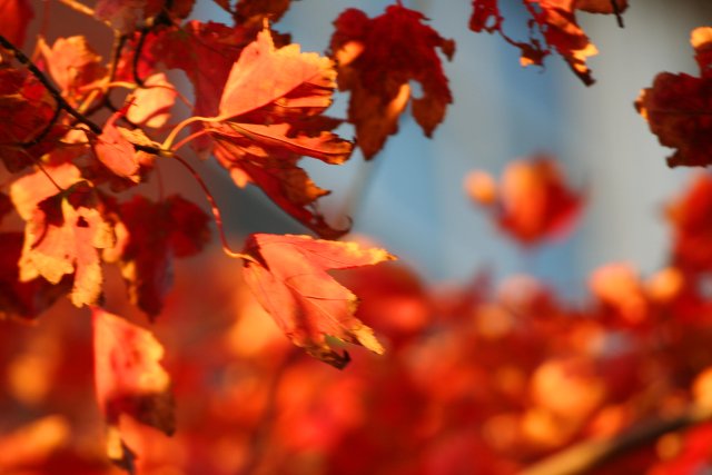 Falling leaves in the wind
