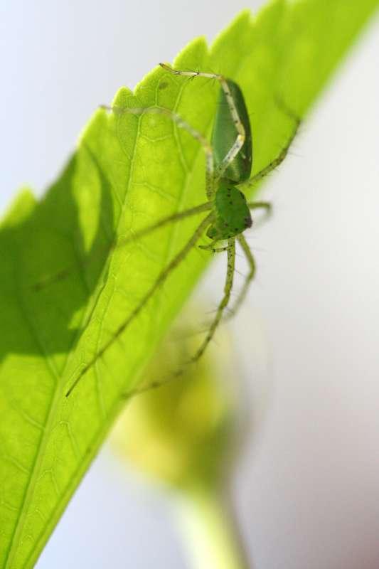 Awaiting for its prey
