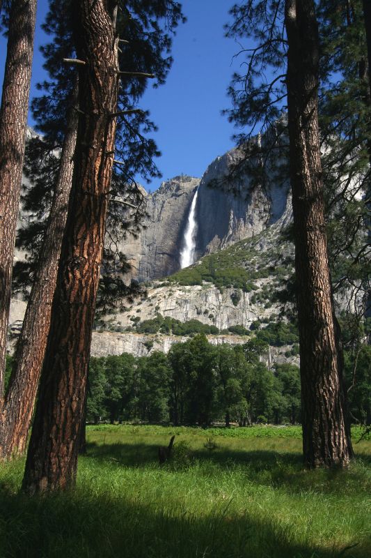 Yosemite Falls presented by Trees