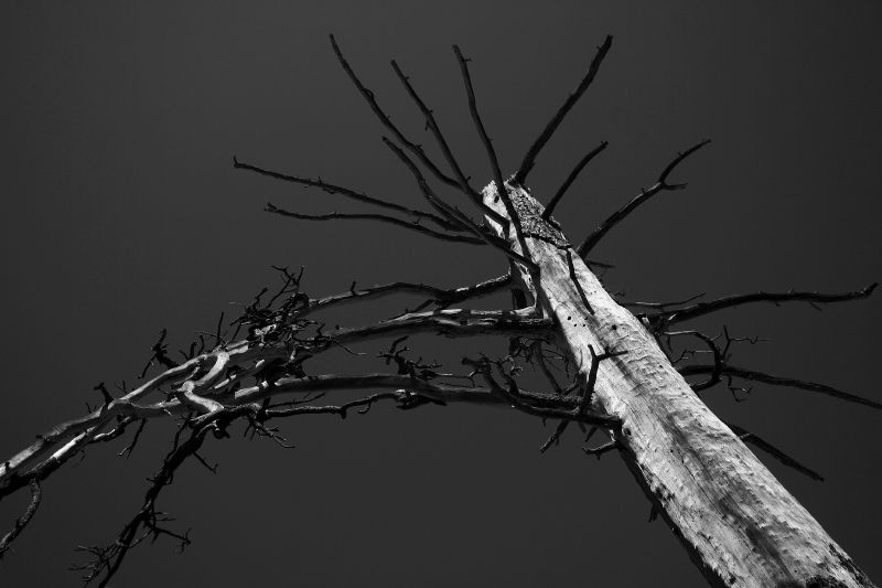 Dead tree standing