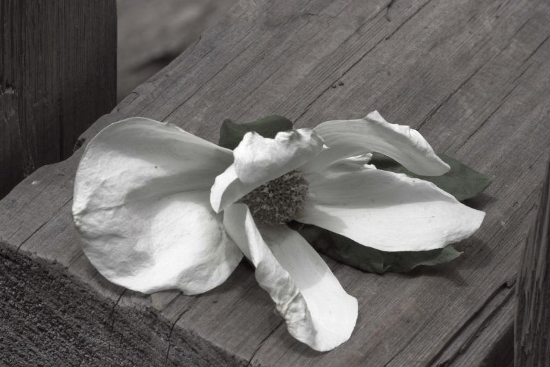 Beauty eventually fades