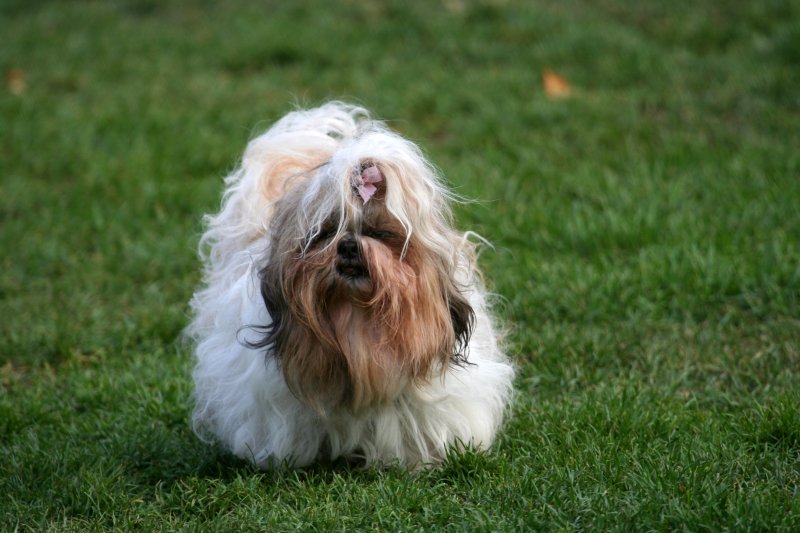 Woof!