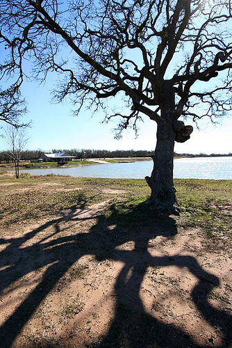 Mirror Tree