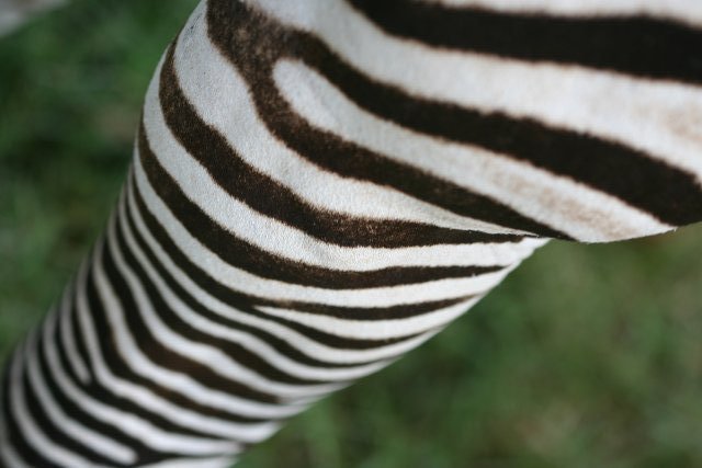 Looking down my stripes?