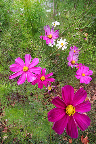 Field of flowers