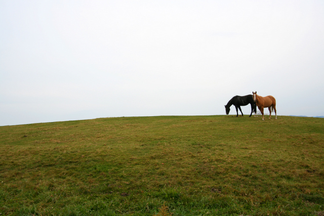 Horses on a hill