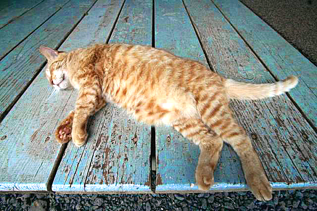 Sleepin' Kitty