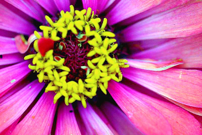 Closeup to beauty