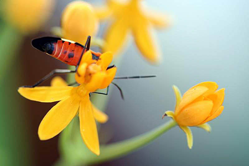 Bug on a flower