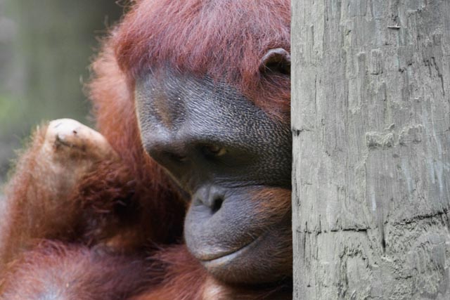 Thinking about bananas