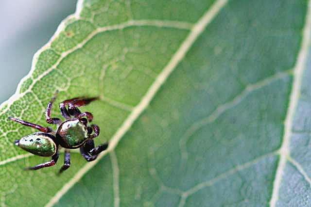 Chilling on the leaf