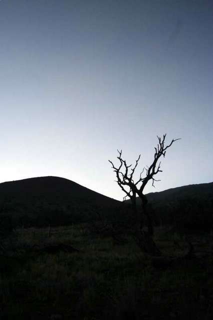 Desolate tree