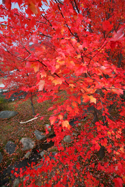 Sea of red leaves