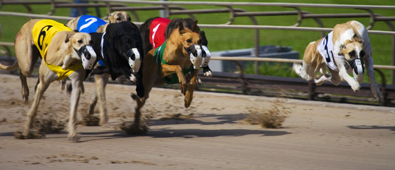 Super Dawg!