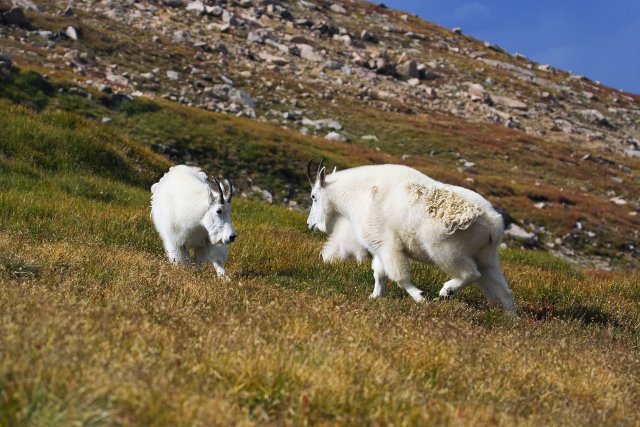 GOAT!!! FIGHT!!