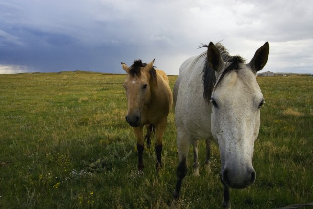 Psst! want some hay?