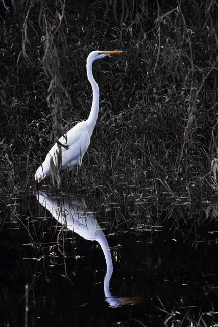 Mirrored