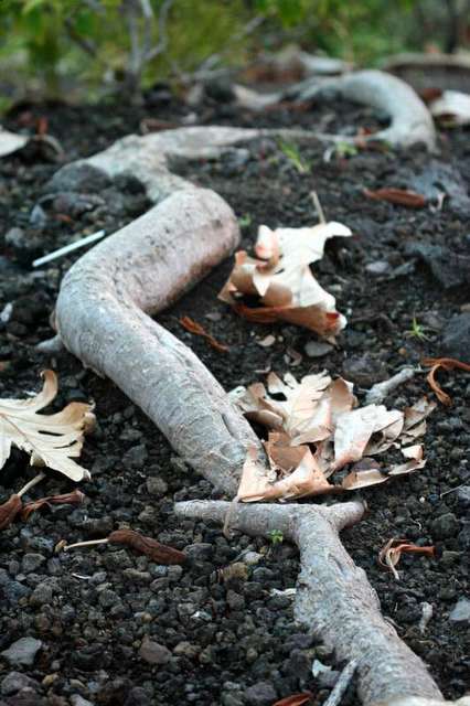 Rooting away