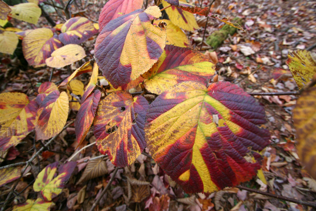 Color me red and yellow