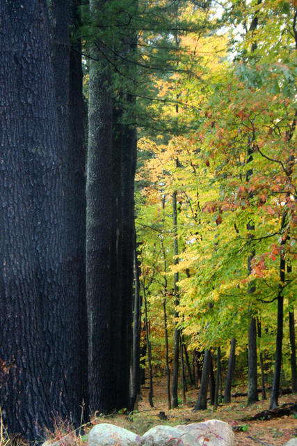 Into the woods