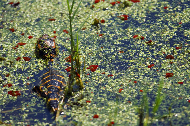 By croky! thats one baby gator!