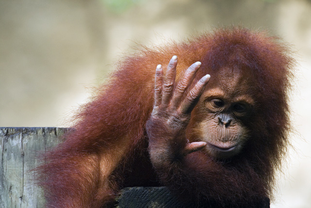 Talk to the hand