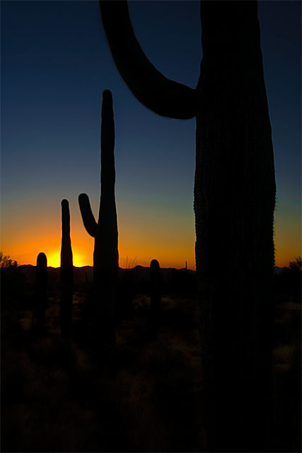 Saguaro Sunset 