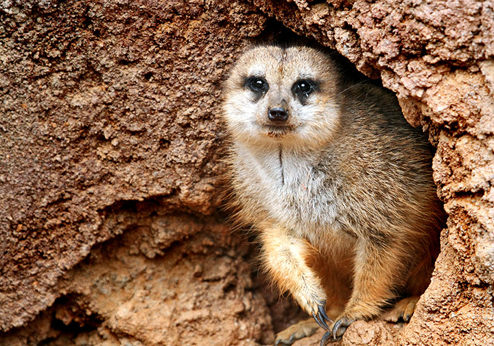 Welcome to Meerkat Mansion