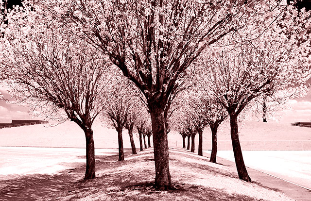 Endless spring  trees