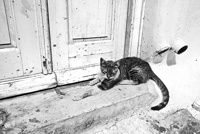 Cat! Im a kitty Cat..and a meow meow meow...