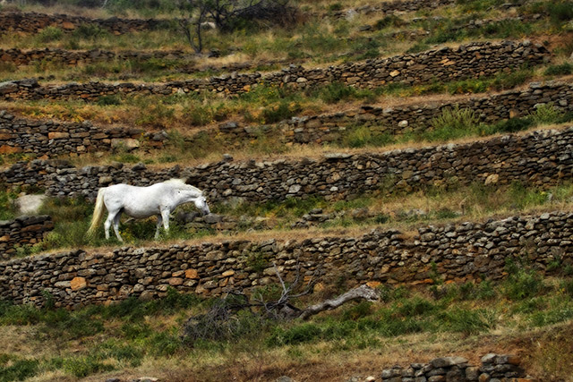 White horse