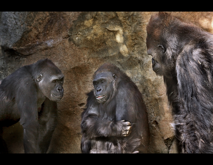 Louie, for the last time! where did you stash those bananas?